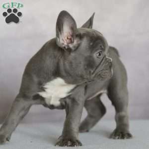 Pebbles, French Bulldog Puppy